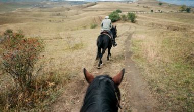 can you get a dui on a horse