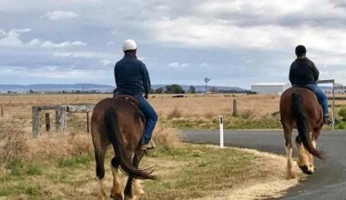 can you get a dui on a horse